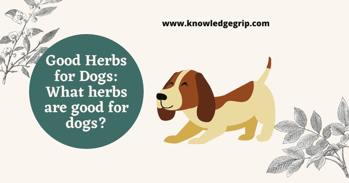 Good Herbs for Dogs: What herbs are good for dogs?
