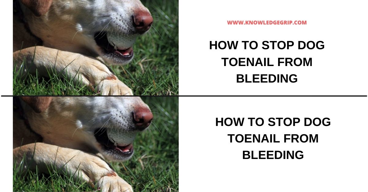 How to stop dog toenail from bleeding