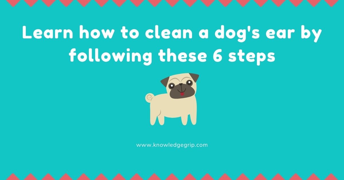 Learn how to clean a dog's ear by following these 6 steps