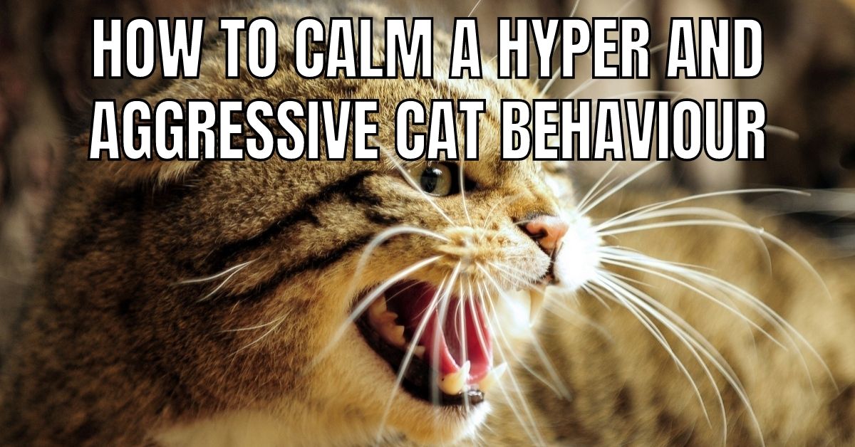 How to calm a hyper and aggressive cat behaviour
