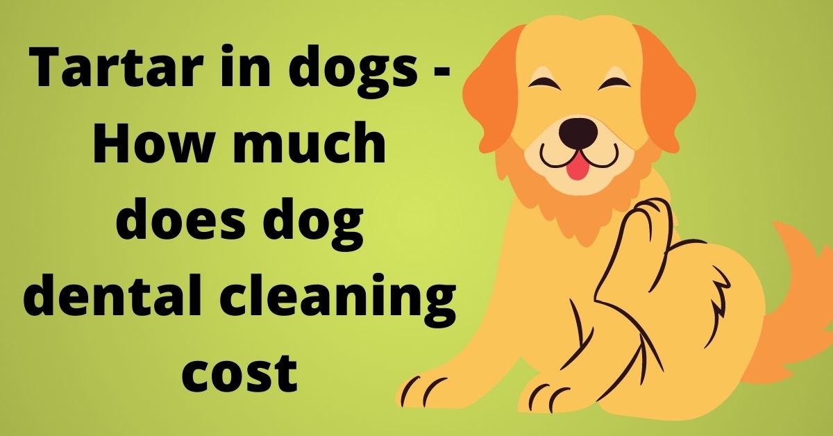Tartar in dogs - How much does dog dental cleaning cost