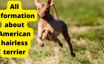 All information about American hairless terrier