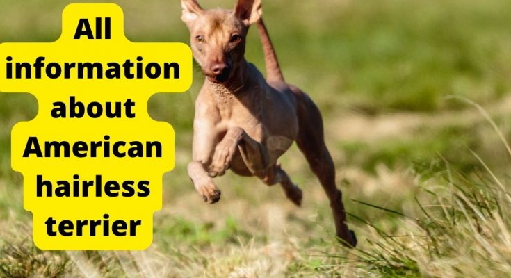 All information about American hairless terrier