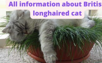 All information about British longhaired cat