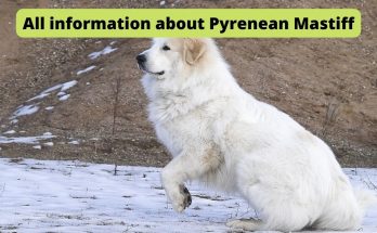 All information about Pyrenean Mastiff