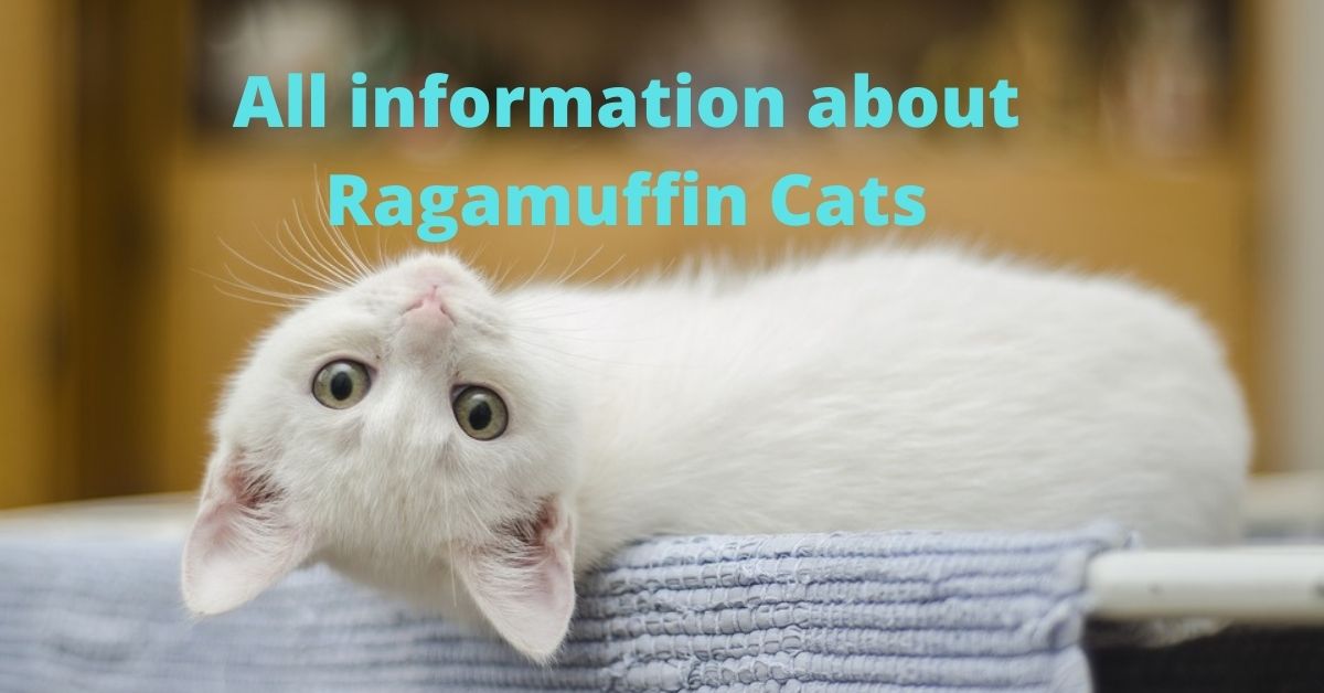 All information about Ragamuffin Cats
