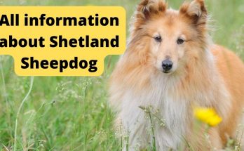 All information about Shetland Sheepdog