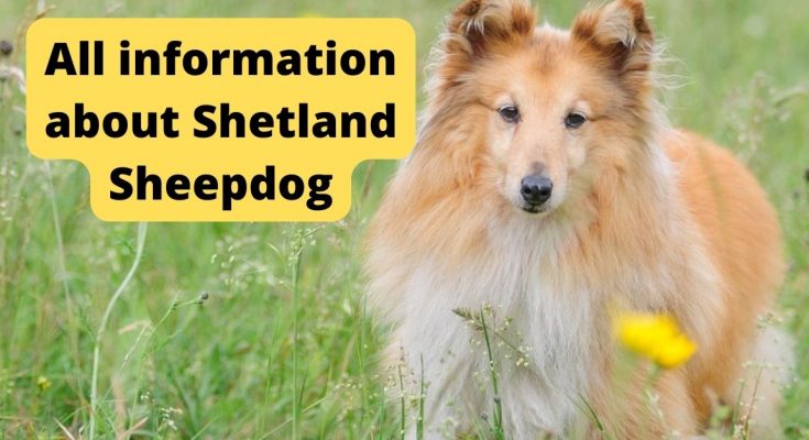 All information about Shetland Sheepdog