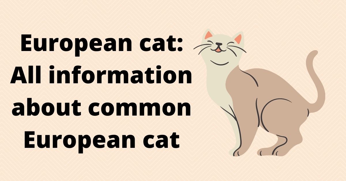All information about common European cat