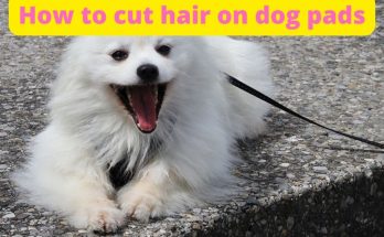 How to cut hair on dog pads