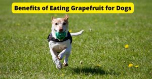 Benefits of Eating Grapefruit for Dogs