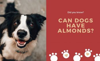 Can Dogs Have Almonds?