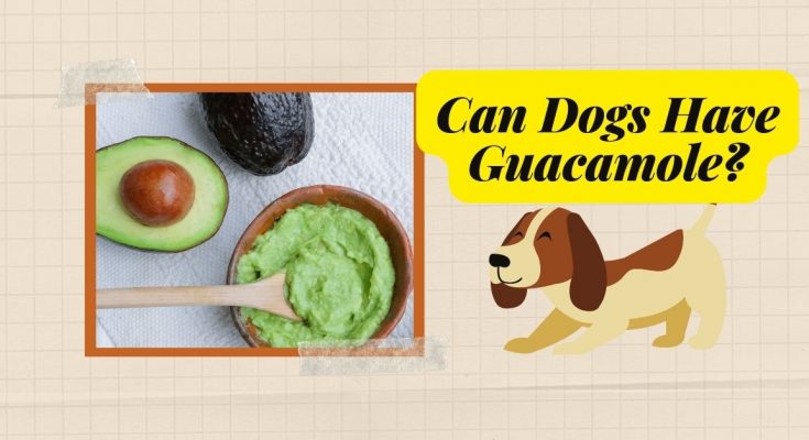 Can Dogs Have Guacamole