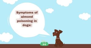 Symptoms of almond poisoning in dogs
