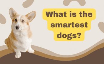 What is the smartest dogs