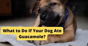 What to Do If Your Dog Ate Guacamole