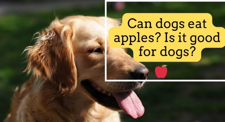 Can dogs eat apples Is it good for dogs