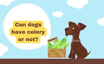 Can dogs have celery or not
