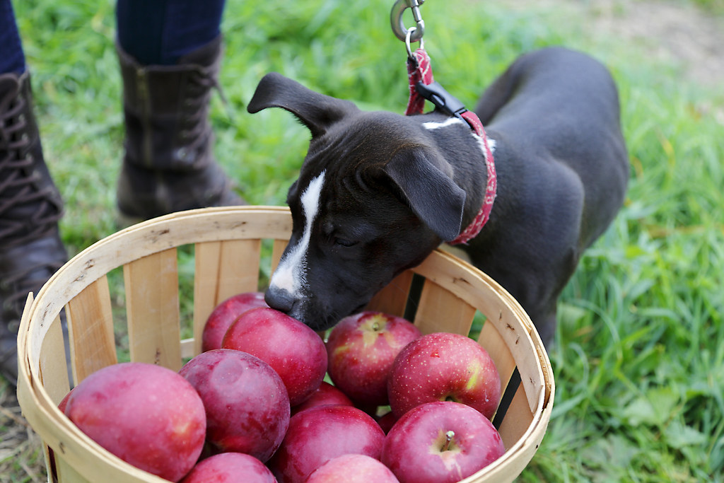a black dog standing in grass looking to red apples 